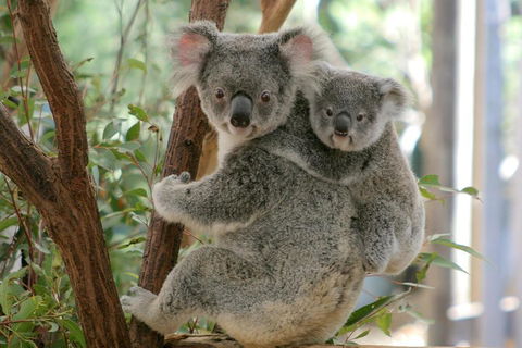 Lone Pine Koala Sanctuary Admission With Brisbane River Cruise - Attractions Sydney 3