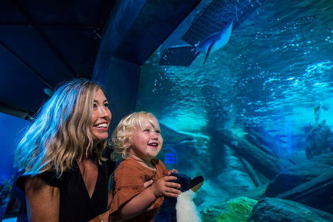 SEA LIFE Sunshine Coast Aquarium Entrance Ticket - Attractions Sydney 0