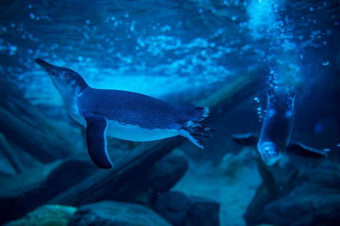SEA LIFE Sunshine Coast Aquarium Entrance Ticket - Attractions Sydney 1
