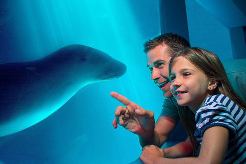 SEA LIFE Sunshine Coast Aquarium Entrance Ticket - Attractions Sydney 2
