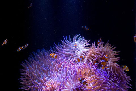 SEA LIFE Sunshine Coast Aquarium Entrance Ticket - Attractions Sydney 4