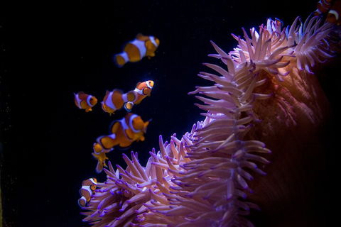 SEA LIFE Sunshine Coast Aquarium Entrance Ticket - Attractions Sydney 5