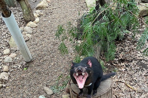 Featherdale Wildlife Park General Admission - Attractions Sydney 1