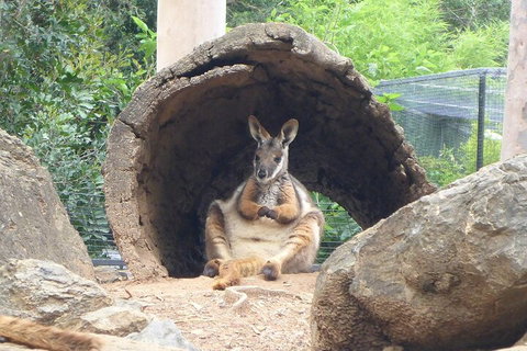 Featherdale Wildlife Park General Admission - Attractions Sydney 2