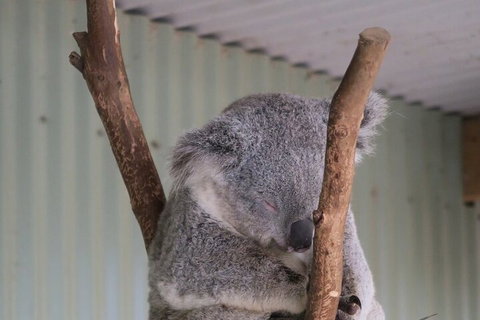 Featherdale Wildlife Park General Admission - Attractions Sydney 3