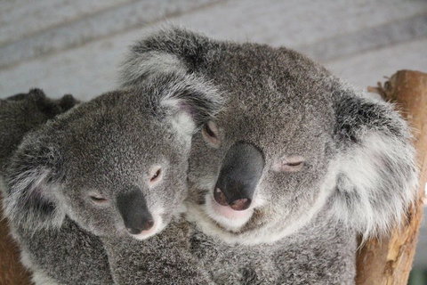 Featherdale Wildlife Park General Admission - Attractions Sydney 4
