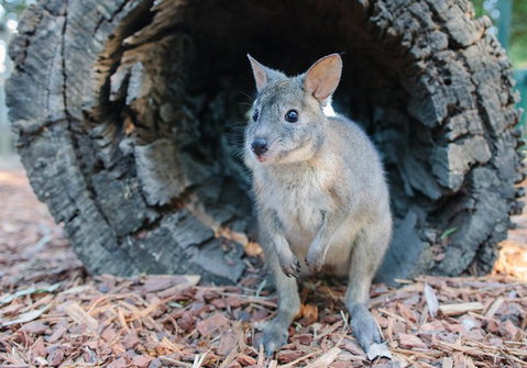 Featherdale Wildlife Park General Admission - Attractions Sydney 5
