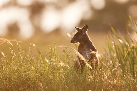 Sunset Blue Mountains Wilderness & Wildlife Tour Without The Crowds - Attractions Sydney 0