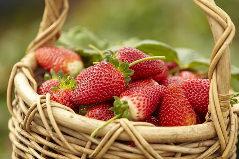 Mornington Peninsula Farm Produce Wine And Cider Tour - Attractions Sydney 1