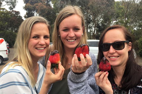 Mornington Peninsula Farm Produce Wine And Cider Tour - Attractions Sydney 4