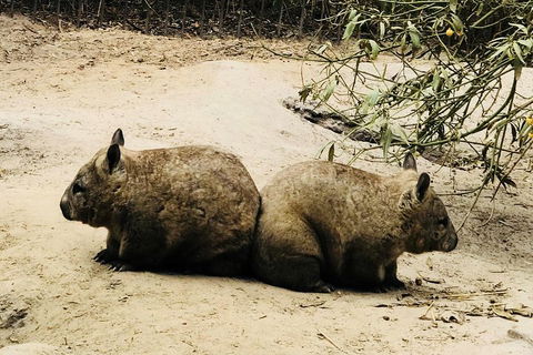 Phillip Island Penguin Parade, Brighton Bathing Boxes And Wildlife Park Tour - Attractions Sydney 0