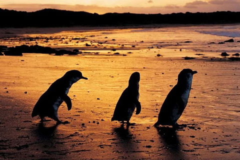 Phillip Island Penguin Parade, Brighton Bathing Boxes And Wildlife Park Tour - Attractions Sydney 1