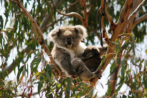 Phillip Island Penguin Parade, Brighton Bathing Boxes And Wildlife Park Tour - Attractions Sydney 4