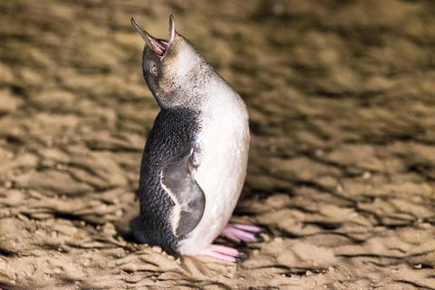 Phillip Island Penguin Parade, Brighton Bathing Boxes And Wildlife Park Tour - Attractions Sydney 5