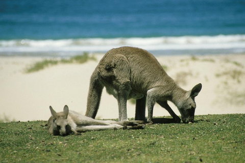 Great Ocean Road Full Coastal Tour - 3 Days, 2 Nights - Attractions Sydney 1