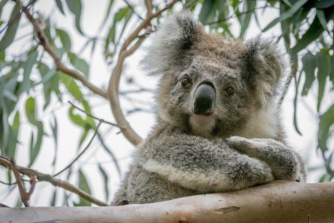 Great Ocean Road & Grampians National Park Tour - 3 Days, 2 Nights - Attractions Sydney 2