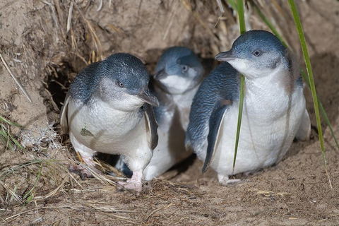 Great Ocean Road & Phillip Island - 3 Days, 2 Nights - Attractions Sydney 2