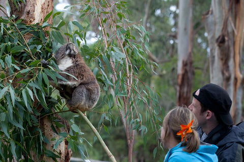Great Ocean Road & Phillip Island - 3 Days, 2 Nights - Attractions Sydney 4