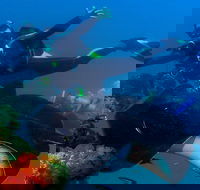 Scuba Dive the S.S. Yongala Wreck on the Great Barrier Reef. - Attractions Sydney