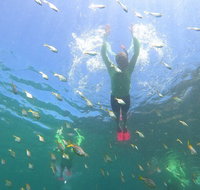 Manly Snorkel Trip and Nature Walk with Local Guide - Attractions Sydney