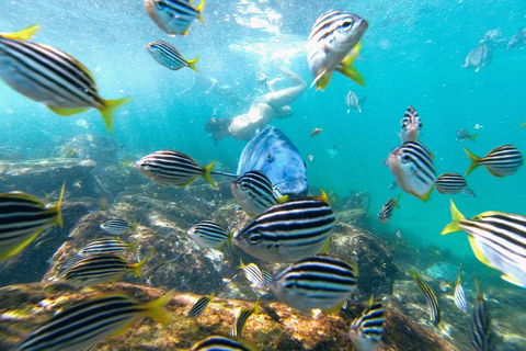 Manly Snorkel Trip And Nature Walk With Local Guide - Attractions Sydney 2