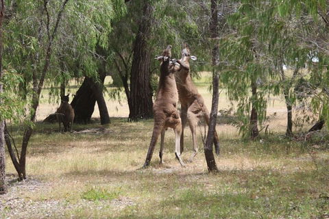Margaret River Coastal And Wildlife Eco Trip From Busselton Or Dunsborough - Attractions Sydney 1